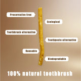 6 Pack Organic Miswak Toothbrushes | All-Natural Wooden Miswak Sticks for Teeth Whitening | Oral Care, Fresh Breath & Eco-Friendly | Clove Flavor
